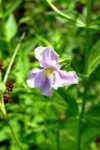 Allegheny monkey-flower (Mimulus ringens)