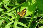 Pearl crescent butterfly (Phyciodes tharos)