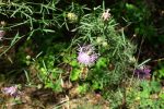 Spotted knapweed (Centaurea stoebe)